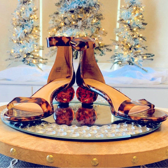 Tortoise Samdal - Picture 2 of 2